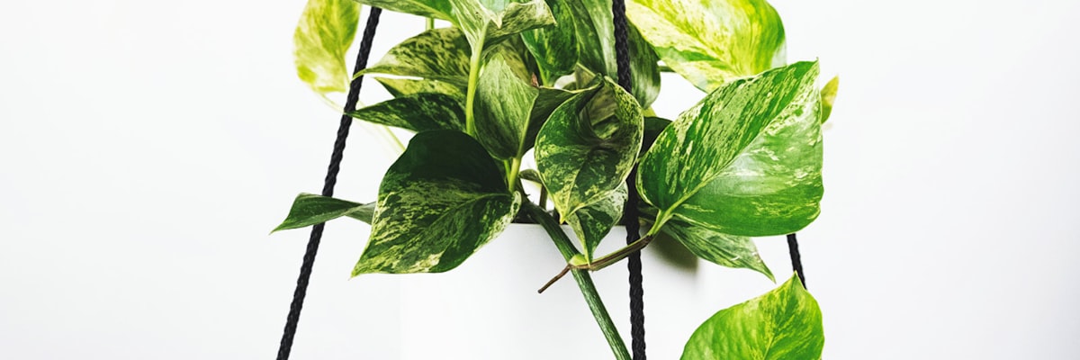 世界杯淘汰赛进程图 - 树状晋级图展示